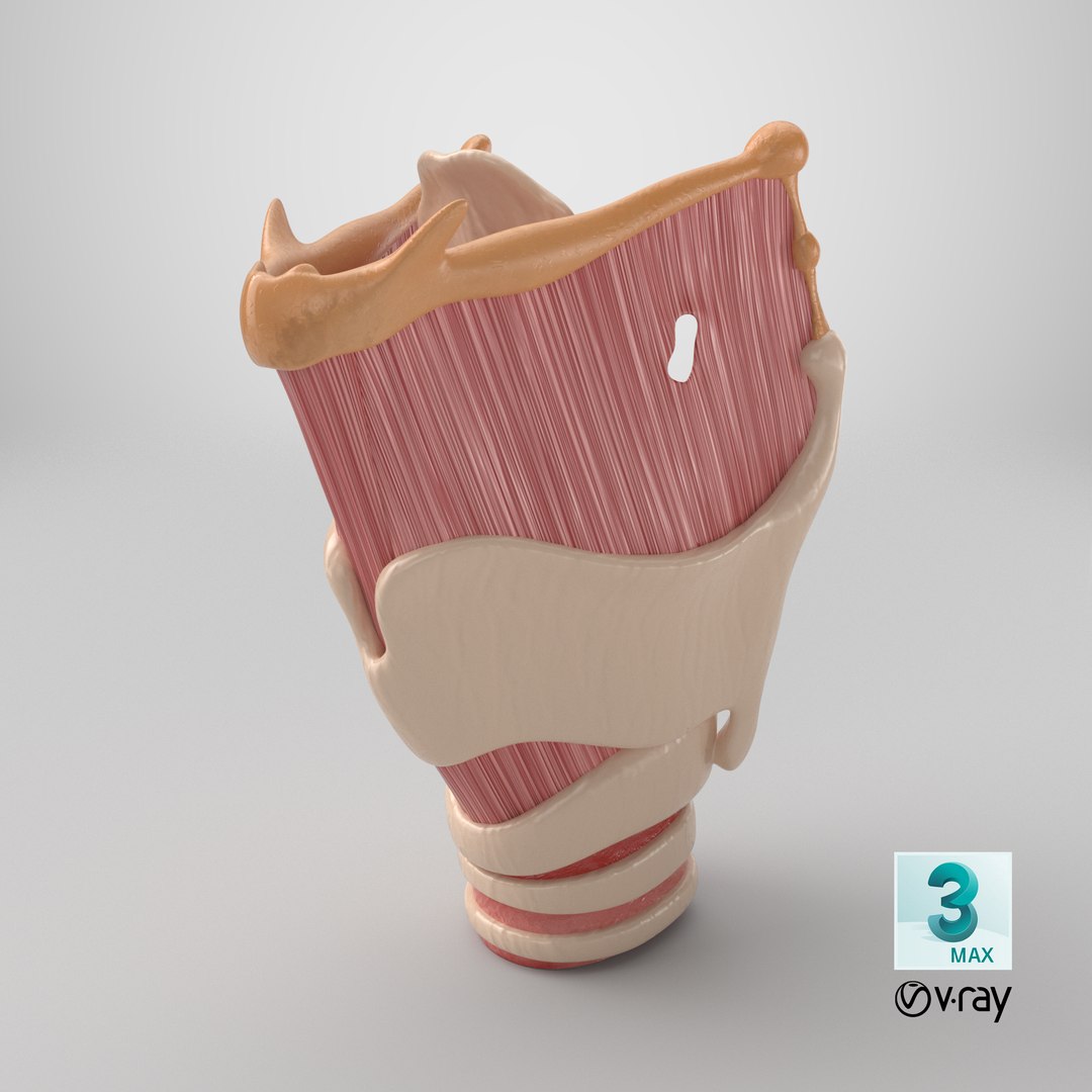Larynx 3D https://p.turbosquid.com/ts-thumb/s2/H6PL7D/Tt/stemcell_max_vray_render/png/1767724409/1920x1080/fit_q87/aee52b1b9567b71ddb3c608166735d8367a59a07/stemcell_max_vray_render.jpg