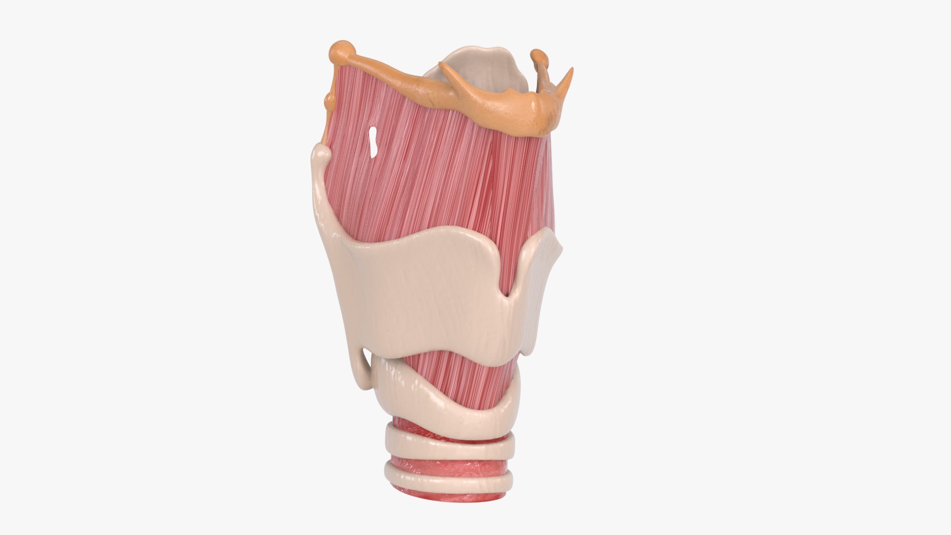 Larynx 3D https://p.turbosquid.com/ts-thumb/s2/H6PL7D/VW/larynx_main_pr_f_0128/jpg/1766930103/1920x1080/fit_q87/4c02c4e6e362f7eb52bc5675af608f1c4bbaa1a3/larynx_main_pr_f_0128.jpg