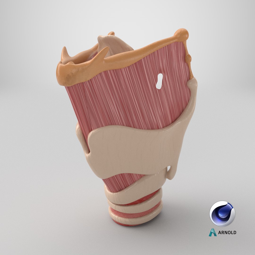 Larynx 3D https://p.turbosquid.com/ts-thumb/s2/H6PL7D/bU/stemcell_cinema_4d_arnold_render/png/1767724406/1920x1080/fit_q87/6a9ac09fc6516ef3d414cf380247ec8d1e2c06c7/stemcell_cinema_4d_arnold_render.jpg