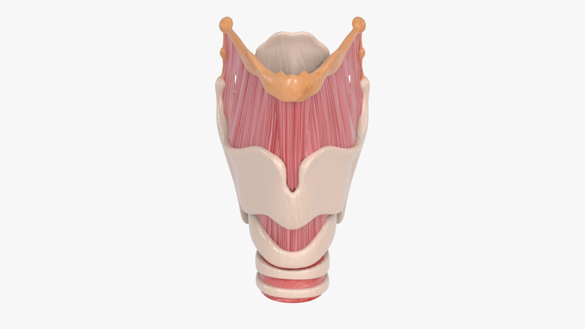 Larynx 3D https://p.turbosquid.com/ts-thumb/s2/H6PL7D/hk/larynx_main_pr_f_0097/jpg/1766930101/1920x1080/fit_q87/55ac46280d2f34d952c8ad3a9f79639985050fc9/larynx_main_pr_f_0097.jpg