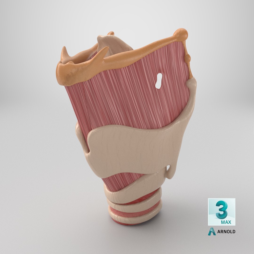 Larynx 3D https://p.turbosquid.com/ts-thumb/s2/H6PL7D/ia/stemcell_max_arnold_render/png/1767724411/1920x1080/fit_q87/247a3decf2d9894c89ecfdd2f1bef194929b1fb4/stemcell_max_arnold_render.jpg