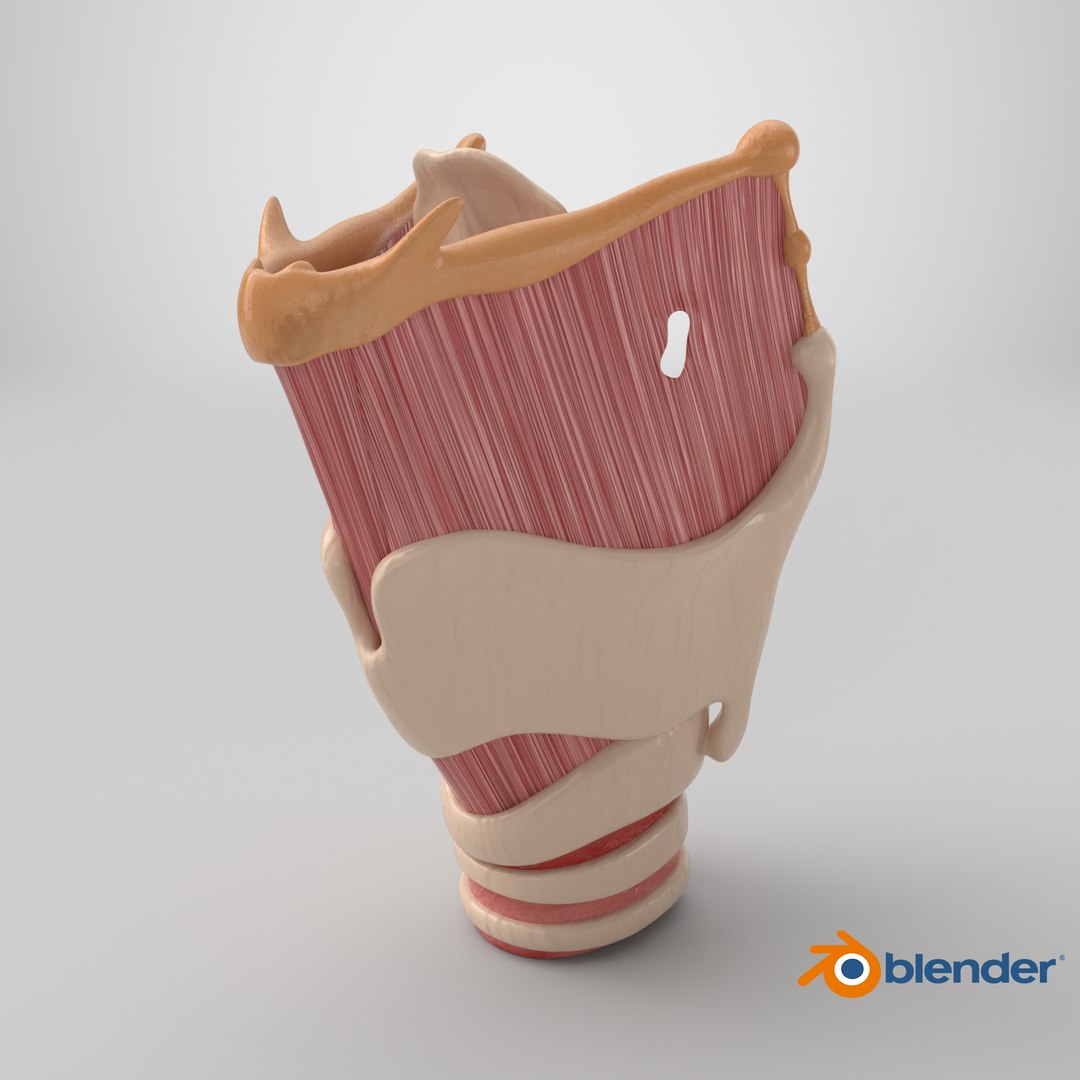 Larynx 3D https://p.turbosquid.com/ts-thumb/s2/H6PL7D/ke/stemcell_blender_cycles_render/png/1767724402/1920x1080/fit_q87/ac49deef1aa2b38ed6326828b3a963ecf6bc4248/stemcell_blender_cycles_render.jpg