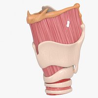 Larynx