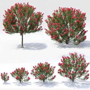 oleander flower model