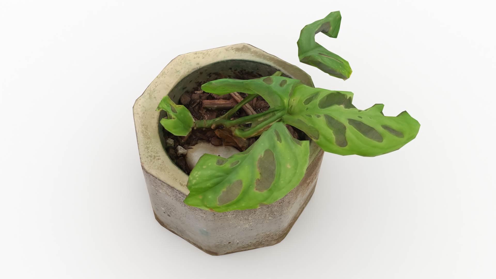 Monstera Concrete Pot Small 3D model https://p.turbosquid.com/ts-thumb/s2/NryXUq/0Z/monsterasmall2/jpg/1628311894/1920x1080/fit_q87/e53e1aeaa5115e481f8a16e9a31c7093432ffef0/monsterasmall2.jpg