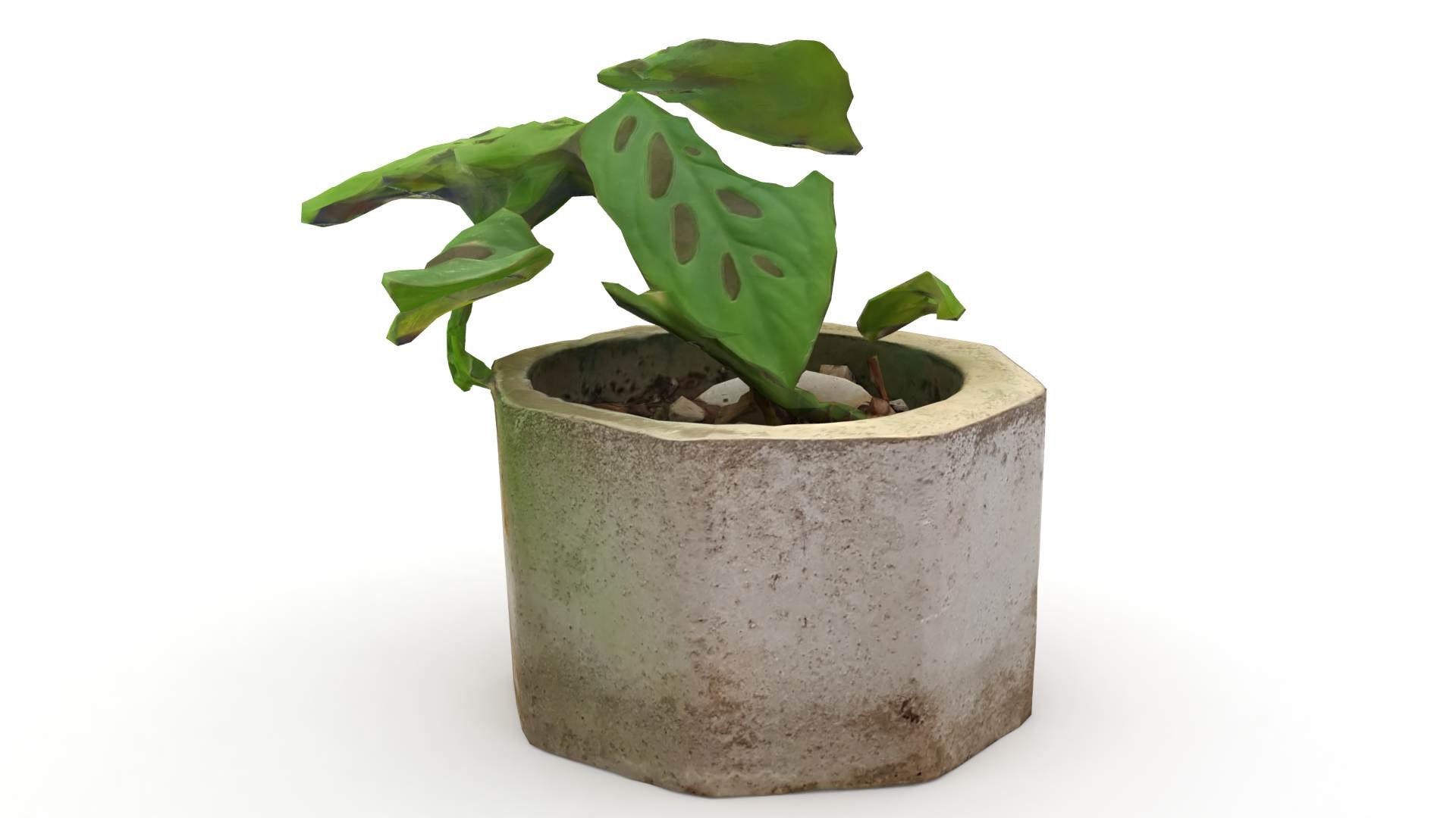 Monstera Concrete Pot Small 3D model https://p.turbosquid.com/ts-thumb/s2/NryXUq/JW/monsterasmall4/jpg/1628311895/1920x1080/fit_q87/bd5d19193ec0bf688d8fa5a9745ef2c28cb97670/monsterasmall4.jpg