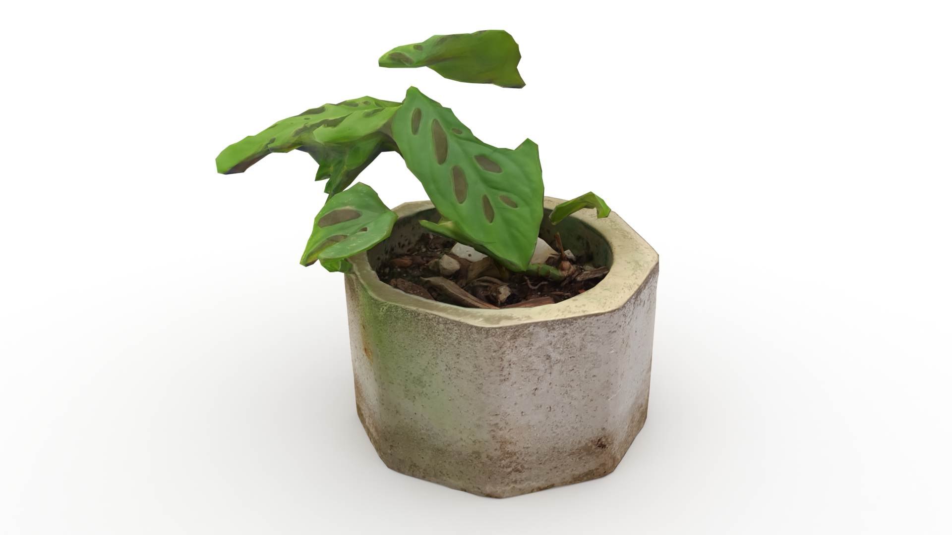 Monstera Concrete Pot Small 3D model https://p.turbosquid.com/ts-thumb/s2/NryXUq/Qv/monsterasmall1/jpg/1628311896/1920x1080/fit_q87/bfdd0360cfe4991bf42d1706d79b34d7fc1658e0/monsterasmall1.jpg