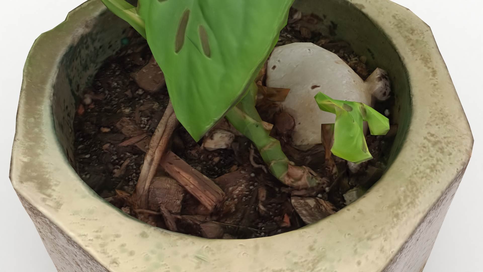 Monstera Concrete Pot Small 3D model https://p.turbosquid.com/ts-thumb/s2/NryXUq/vZ/monsterasmall5/jpg/1628312232/1920x1080/fit_q87/5b8c92875da178c2a2b161b6246350ee14267368/monsterasmall5.jpg