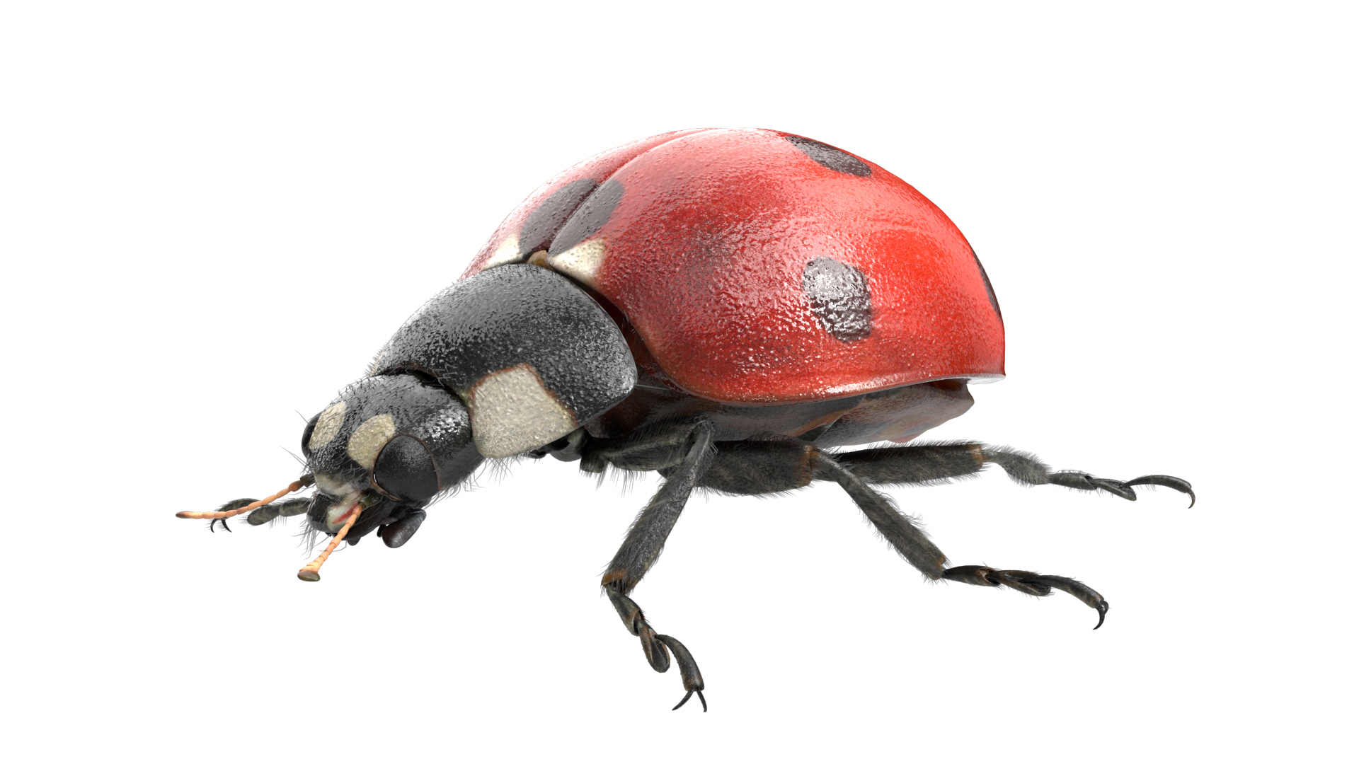 3D insect bug fly https://p.turbosquid.com/ts-thumb/s2/NyVerP/0f46UbQ0/ladybug/jpg/1586744454/1920x1080/turn_fit_q99/2872d320833d73b4f8f6d6f65bdd23ef743b41cf/ladybug-1.jpg