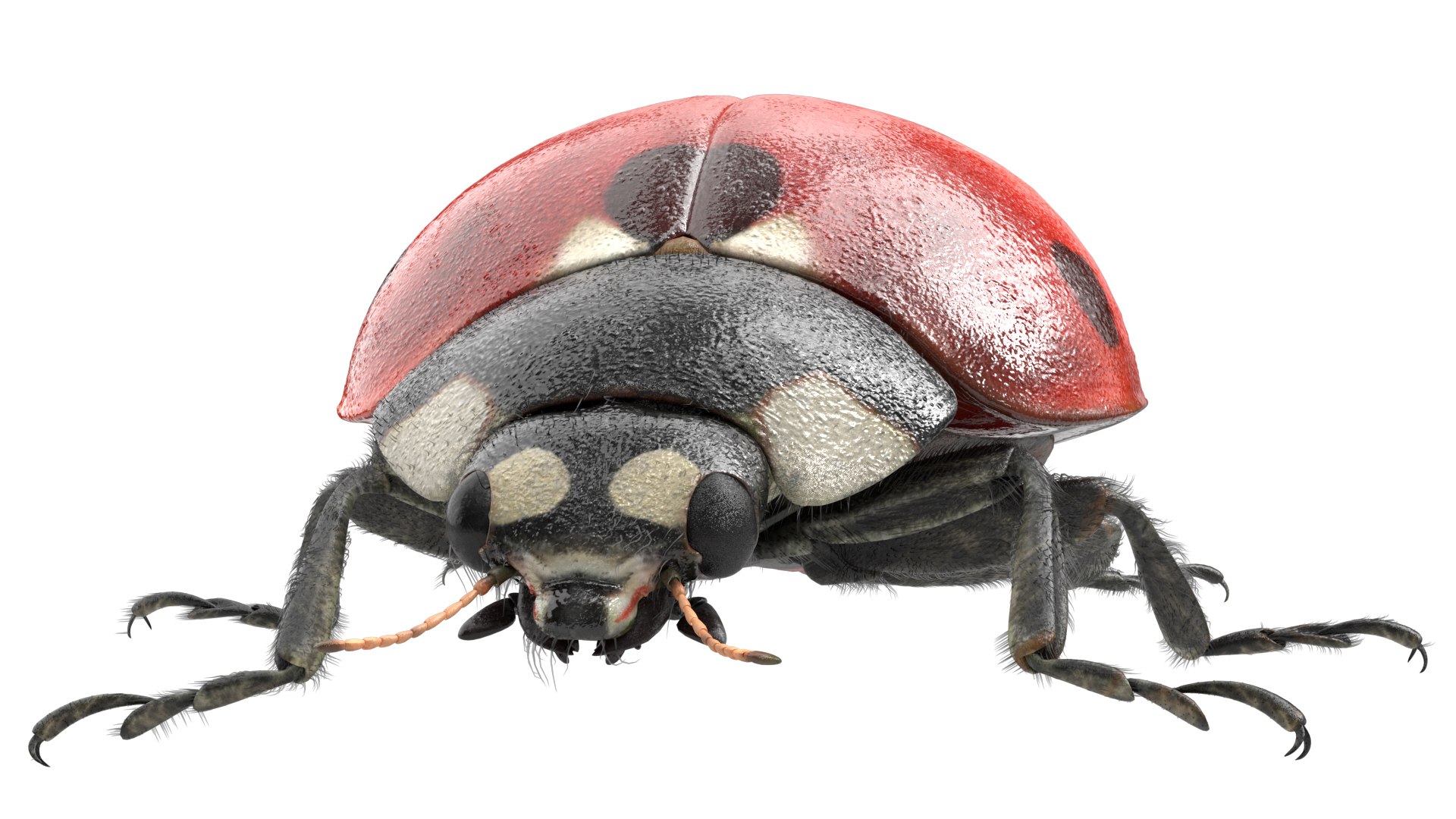 3D insect bug fly https://p.turbosquid.com/ts-thumb/s2/NyVerP/761Qe8Tk/39/jpg/1586744404/1920x1080/fit_q87/b57e0bf22a25ddc092cef66df5d7b830140bf313/39.jpg