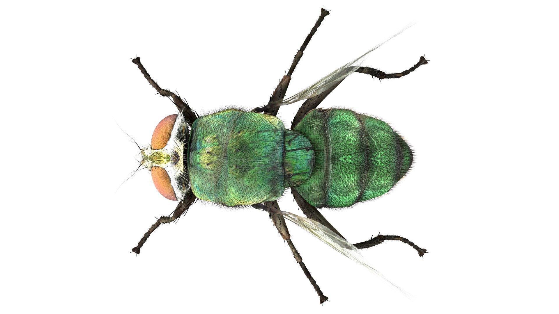 3D insect bug fly https://p.turbosquid.com/ts-thumb/s2/NyVerP/94p29bXP/30/jpg/1586744403/1920x1080/fit_q87/e9d7ff0c8caf58ded48f26e64eece866cdc39056/30.jpg