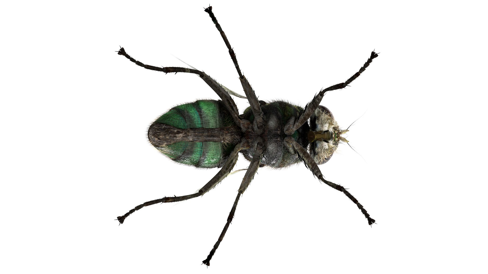 3D insect bug fly https://p.turbosquid.com/ts-thumb/s2/NyVerP/GRSZH7Q2/29/jpg/1586744403/1920x1080/fit_q87/fb3bc7e8db2a24eb0667ce979e00c2121b4932bb/29.jpg