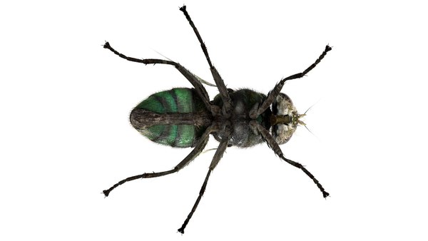 3D insect bug fly - TurboSquid 1540826