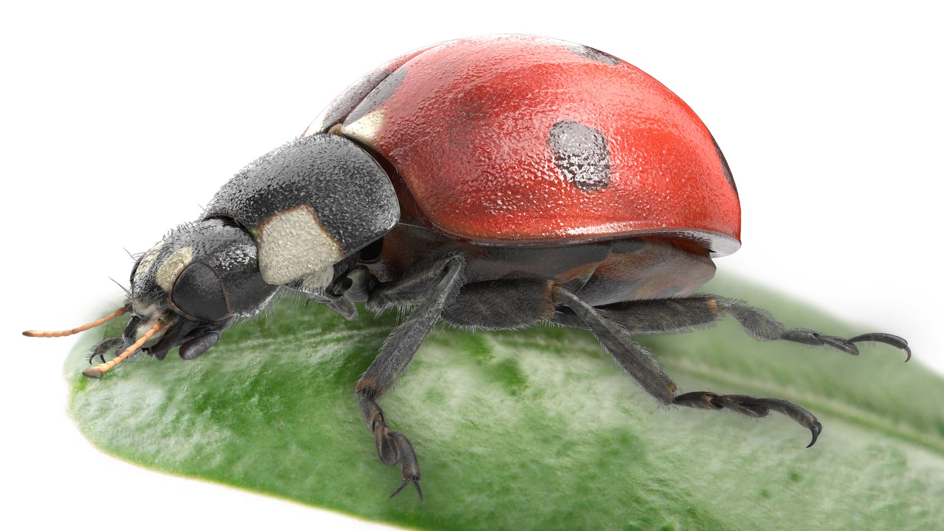 3D insect bug fly https://p.turbosquid.com/ts-thumb/s2/NyVerP/L1YyhB3h/37/jpg/1586744404/1920x1080/fit_q87/53d7960f0413d91d021fc4a7ae28a379993d01f8/37.jpg