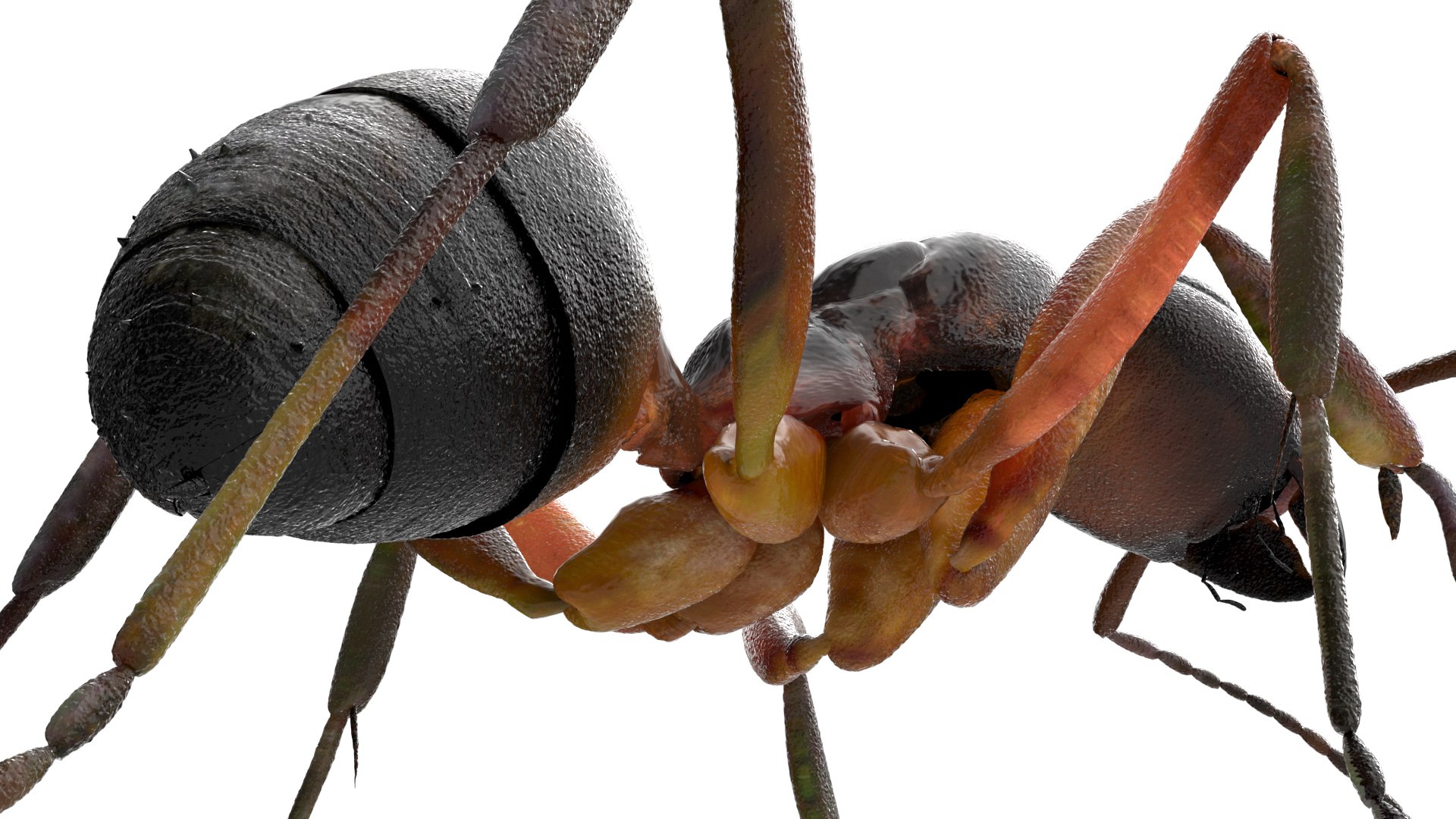 3D insect bug fly https://p.turbosquid.com/ts-thumb/s2/NyVerP/L5SlD6iU/08/jpg/1586744402/1920x1080/fit_q87/d82b14c977091d0deb89d40dcc1c48577391b31b/08.jpg