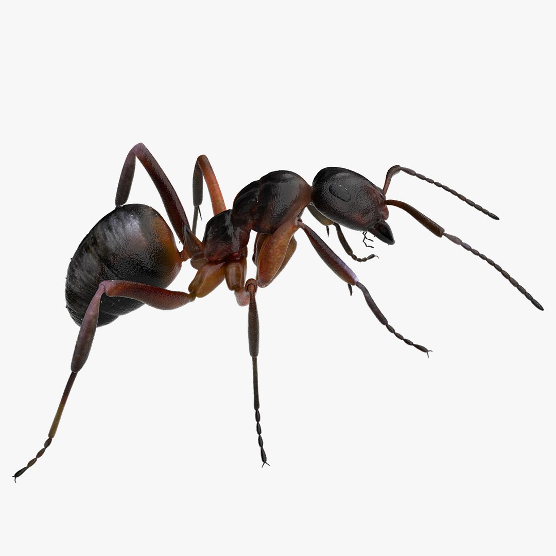 3D insect bug fly https://p.turbosquid.com/ts-thumb/s2/NyVerP/YqyVJXy9/02/jpg/1586744402/1920x1080/fit_q87/211013d8854a884adab43be2aa1cbff2b639169a/02.jpg