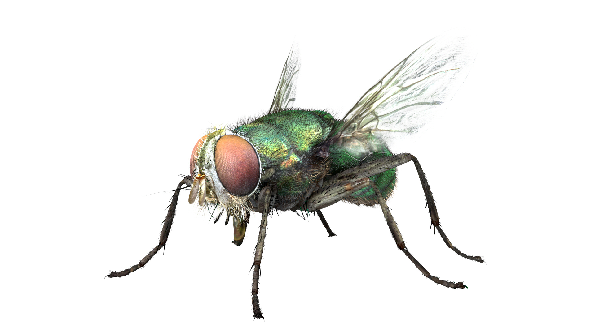 3D insect bug fly https://p.turbosquid.com/ts-thumb/s2/NyVerP/dBNFOR2Q/fly/jpg/1586744436/1920x1080/turn_fit_q99/590bdddd0d5969a1d6746da94d3fe575840063fc/fly-1.jpg