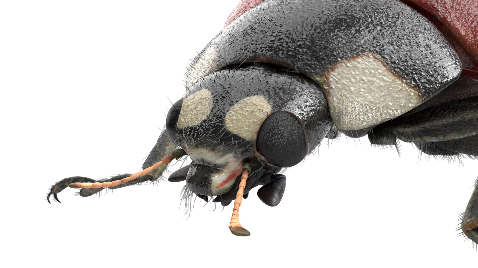 3D insect bug fly https://p.turbosquid.com/ts-thumb/s2/NyVerP/h0qgRGBn/40/jpg/1586744404/1920x1080/fit_q87/26a3d0dc5c80fa9d8a8bc1c282f77d17e2c81bc6/40.jpg