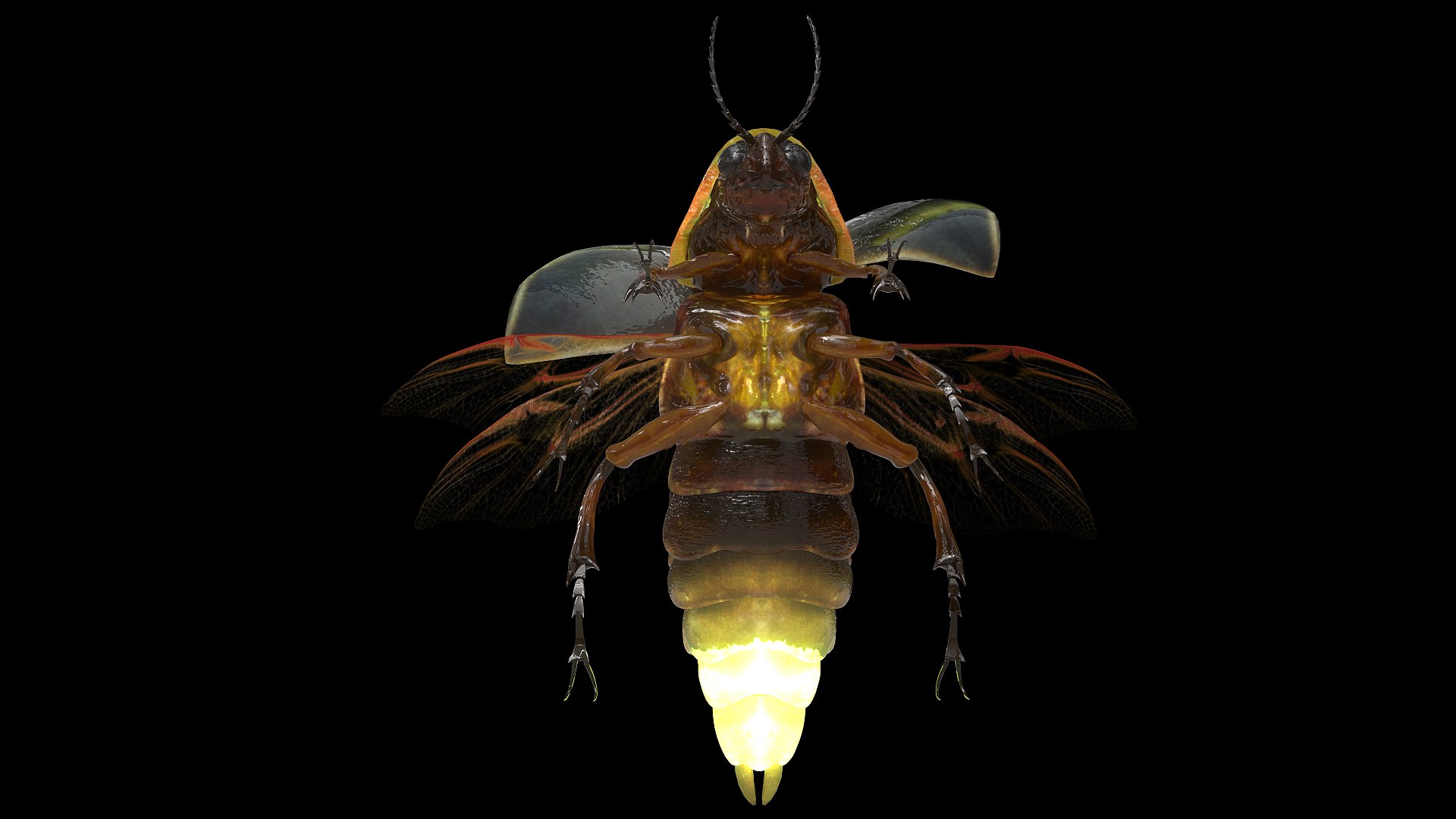 3D insect bug fly https://p.turbosquid.com/ts-thumb/s2/NyVerP/jRXuKMTS/17/jpg/1586744403/1920x1080/fit_q87/75c4cb4457beb3b66971c4fa77996d5a84ec7a02/17.jpg