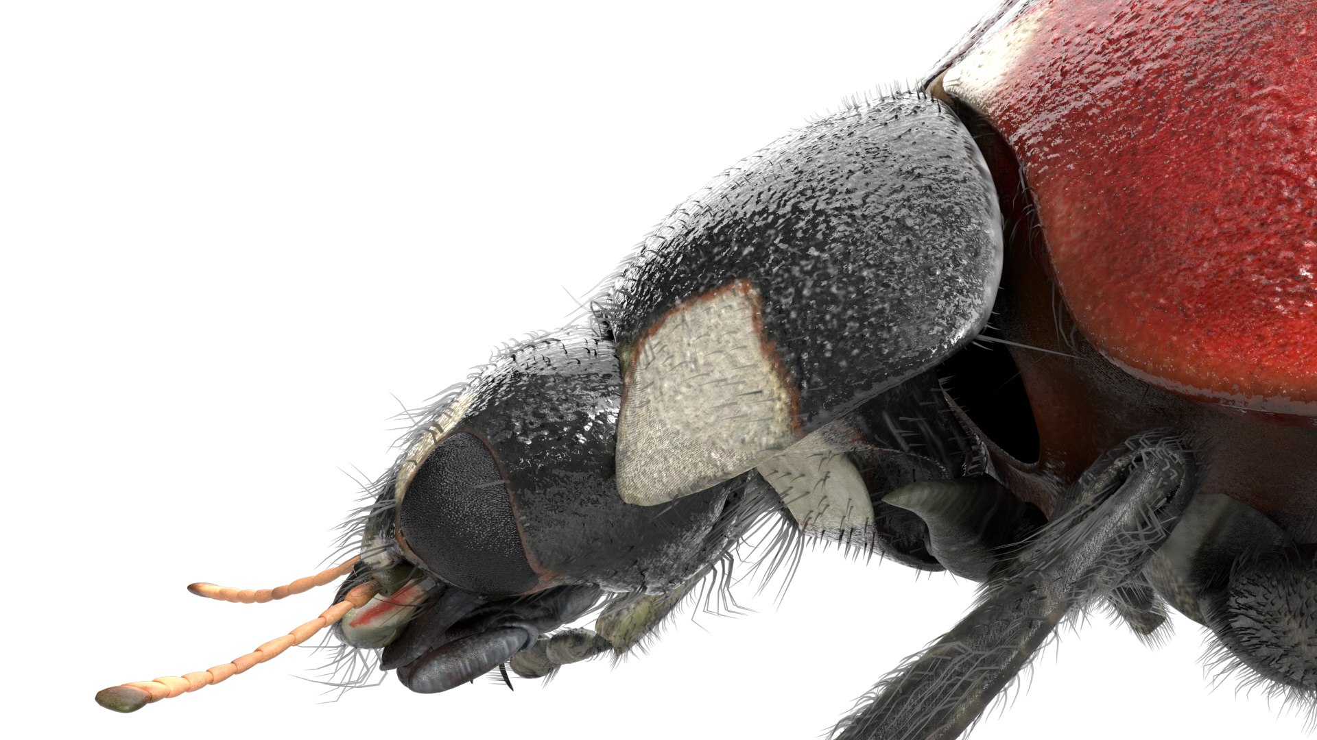 3D insect bug fly https://p.turbosquid.com/ts-thumb/s2/NyVerP/qSlfZPhy/42/jpg/1586744404/1920x1080/fit_q87/30ca5d34e5b232376ba036d7c250c4a3eed9a540/42.jpg