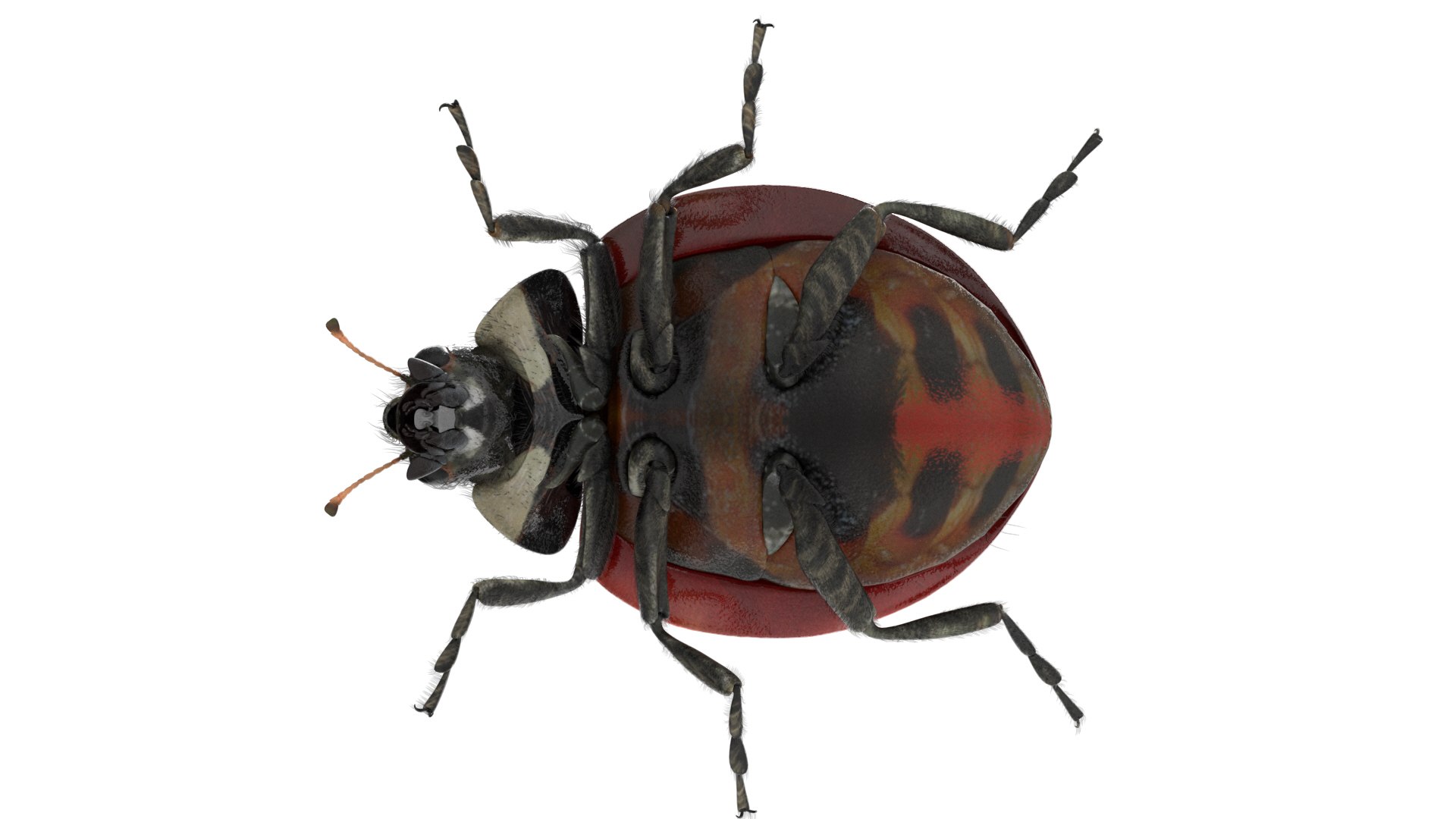 3D insect bug fly https://p.turbosquid.com/ts-thumb/s2/NyVerP/rlhwfaKx/41/jpg/1586744404/1920x1080/fit_q87/372e0261c1e026d13fde35411e41d4e26675e289/41.jpg