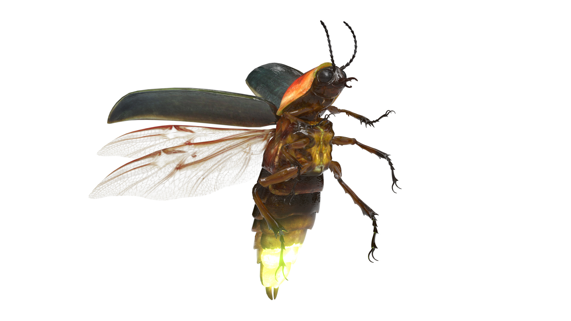 3D insect bug fly https://p.turbosquid.com/ts-thumb/s2/NyVerP/t4e1eBdC/firefly/jpg/1586744412/1920x1080/turn_fit_q99/bd60e16b125b334d6a7bd8ef6b088d6d6901172e/firefly-1.jpg