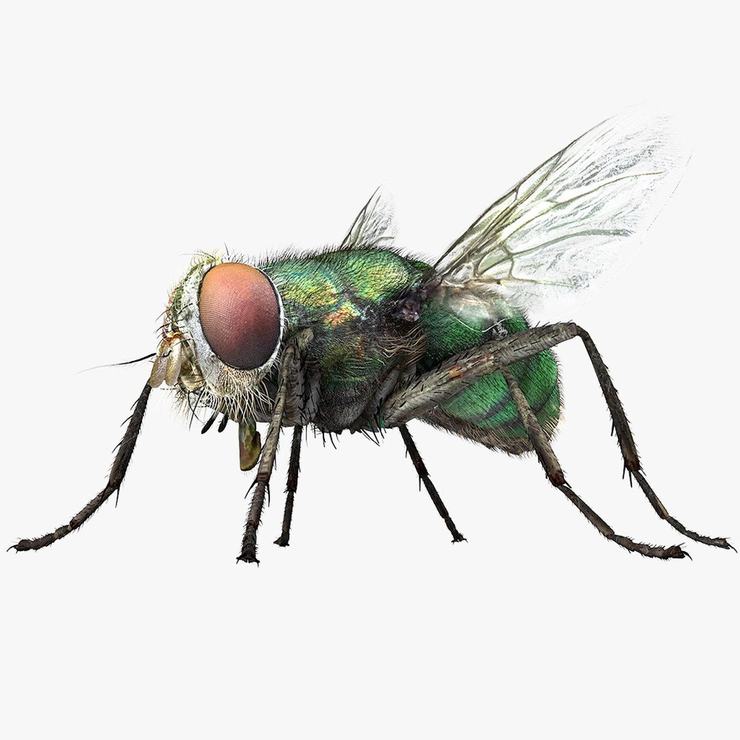 3D insect bug fly https://p.turbosquid.com/ts-thumb/s2/NyVerP/xPNvpKb5/24/jpg/1586744403/1920x1080/fit_q87/7675116f6601235ce0ede32944f9f99e03f2dcef/24.jpg