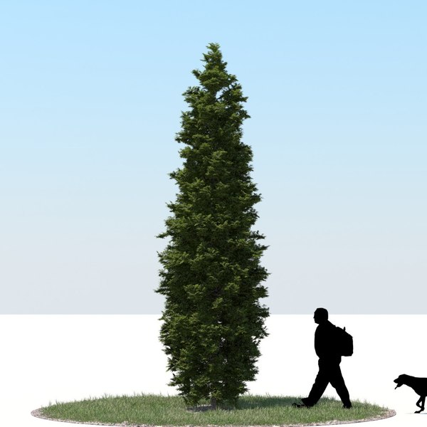 3d model realistic thuja tree