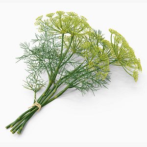 Dill Flowers Tied with Twine 3D model