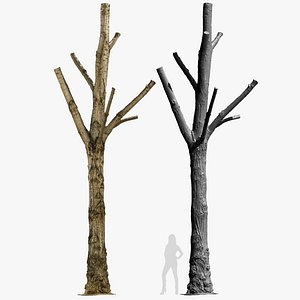 Black Poplar 1 Ultra HQ mesh 3D Model 1x8k 1x16k 2x16k Textures RAW 3D Scan OBJ model