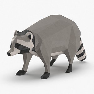 Raccoon Standing