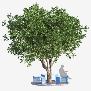 Set of Cinnamomum Camphora or Camphor Tree with Tree grill 3D model