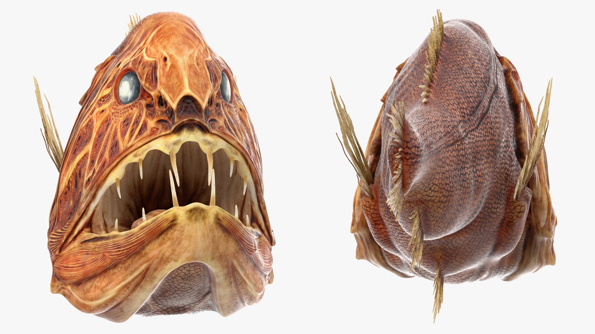 3ds fangtooth fish https://p.turbosquid.com/ts-thumb/s2/nKC0cf/Ni/5phbnnadgfgeakqo_fangtooth_fish_010/jpg/1635166807/1920x1080/fit_q87/e0f2c29041b09fdcd0107568702f5b2fc4210622/5phbnnadgfgeakqo_fangtooth_fish_010.jpg