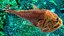 Fangtooth Fish