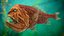 Fangtooth Fish