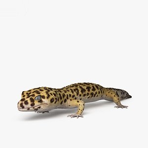 3D model common leopard gecko