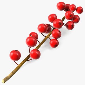 Ilex Aquifolium Berries on Branch 3D model