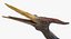 Pteranodon Rigged