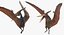 Pteranodon Rigged