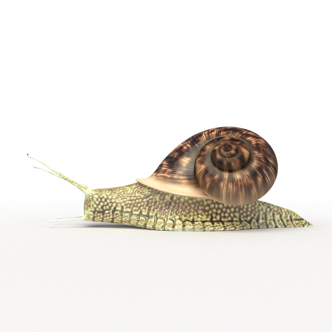 3D Snail Rigged Model - TurboSquid 1194962