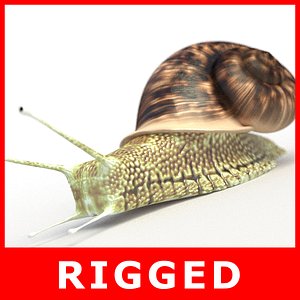 3D snail rigged model