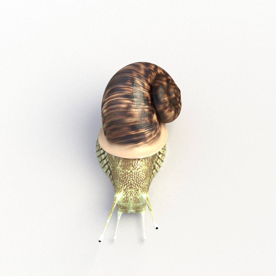 3D Snail Rigged Model - TurboSquid 1194962
