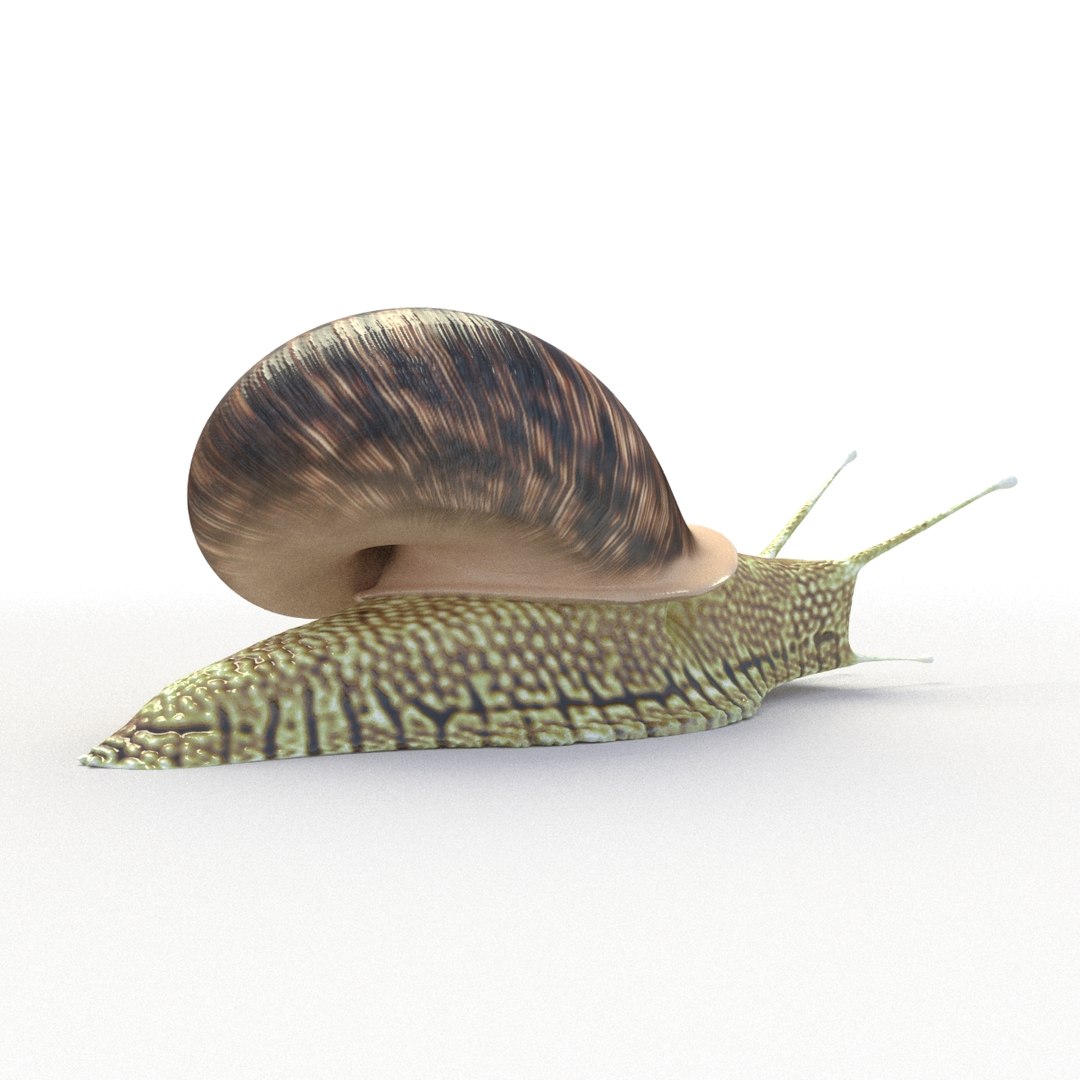 3D Snail Rigged Model - TurboSquid 1194962