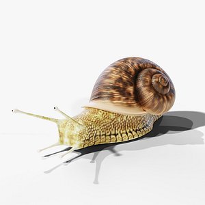 Snail - Rigged PBR