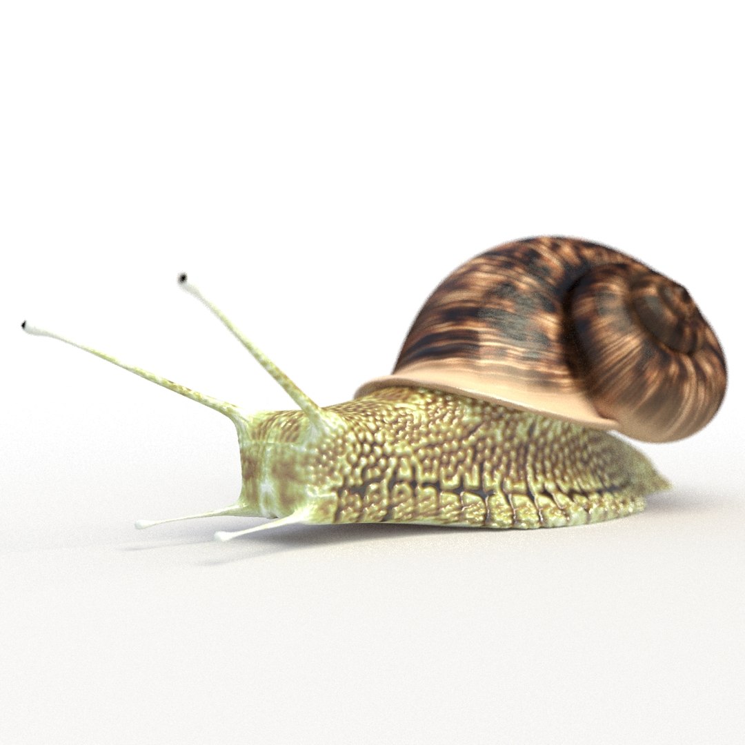 3D Snail Rigged Model - TurboSquid 1194962