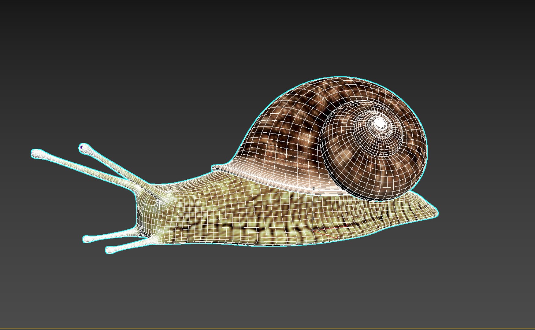 3D Snail Rigged Model - TurboSquid 1194962