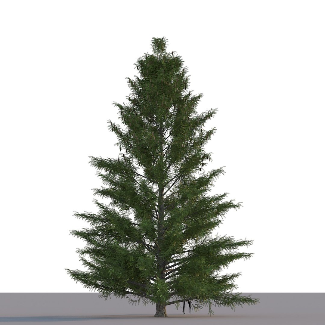 3d Spruce Tree