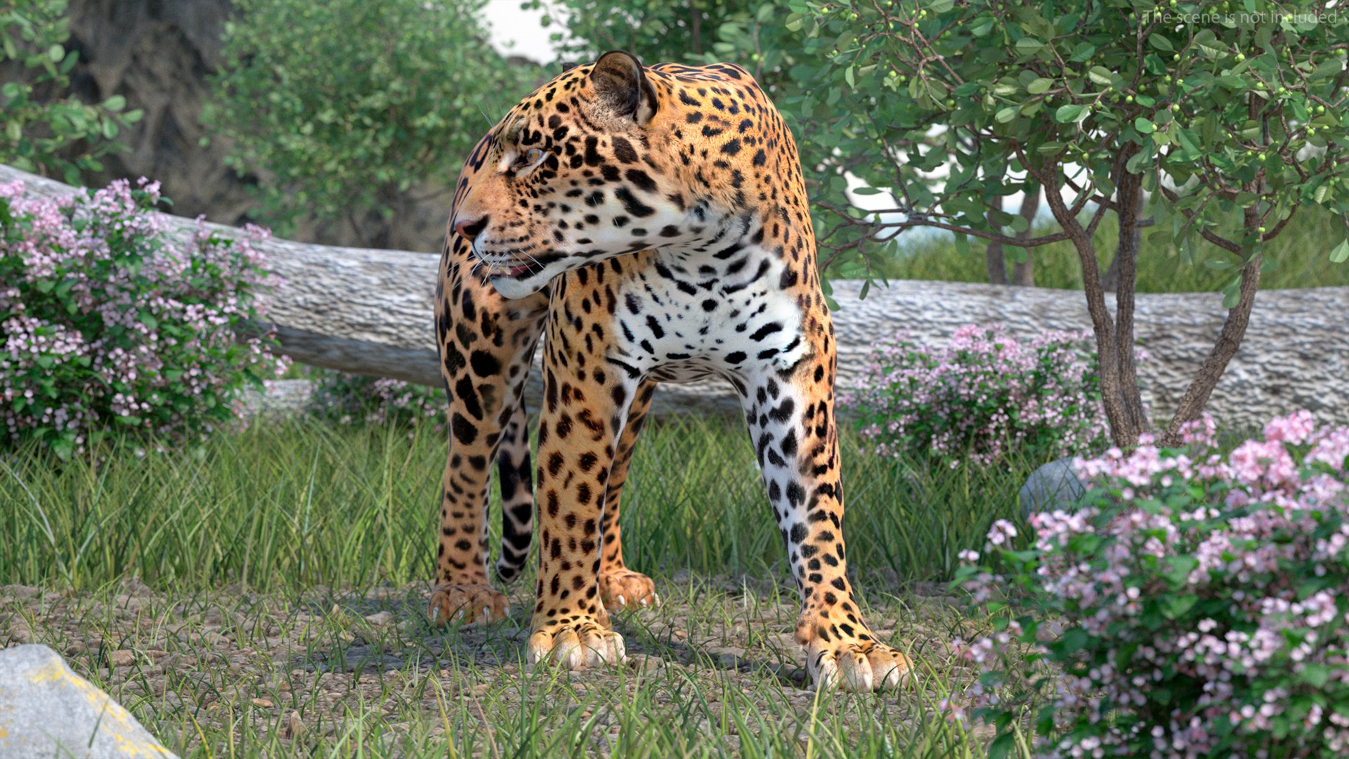 Jaguar Rigged for Cinema 4D 3D model preview