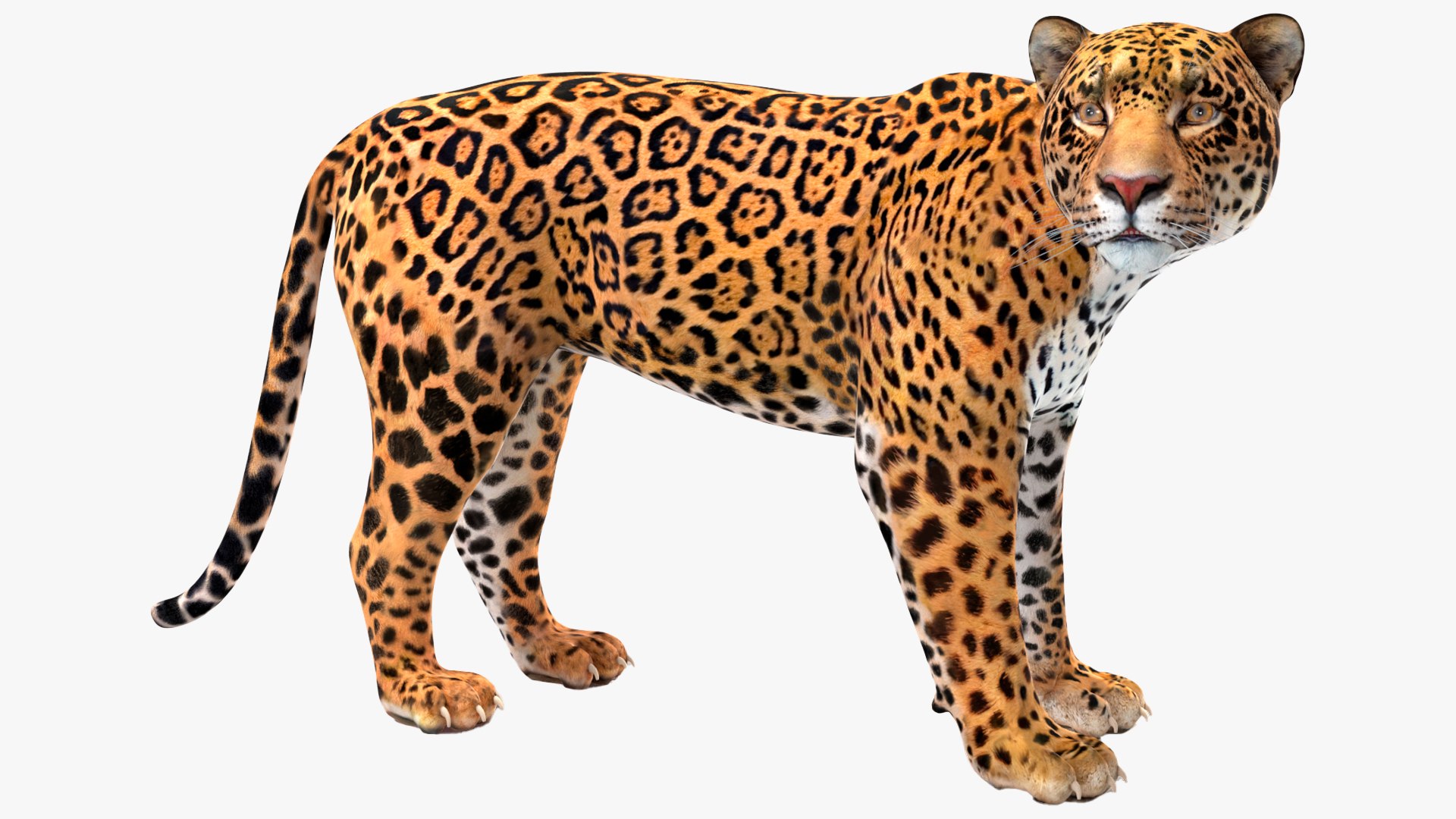 Jaguar Rigged for Cinema 4D model https://p.turbosquid.com/ts-thumb/s3/JSBgDN/Oe/jaguarriggedforcinema4dvray3dmodel056/jpg/1720687564/1920x1080/fit_q87/9b1450c72bea5b7c87072d42e309243d1514532c/jaguarriggedforcinema4dvray3dmodel056.jpg