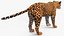 Jaguar Rigged for Cinema 4D model